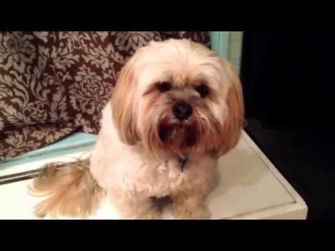 Our doggies LOVES sashimi