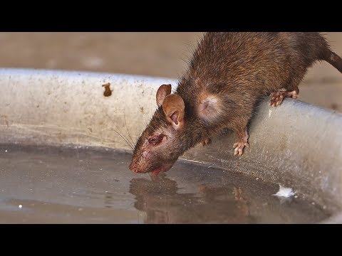 Visité el templo sagrado de las ratas en la India...