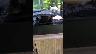 Corydoras  link to tunnel in description box #fish #aquariumfish #aquarium #corydoras #fishtank