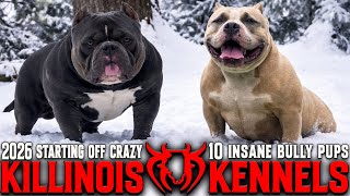 EXTREME AMERICAN BULLY PUPPIES FROM THE WORLD FAMOUS KILLINOIS KENNELS!!