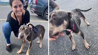 Pit Bull Rescued from an Abandoned House with a Broken Leg Finds a Savior in a Compassionate Woman