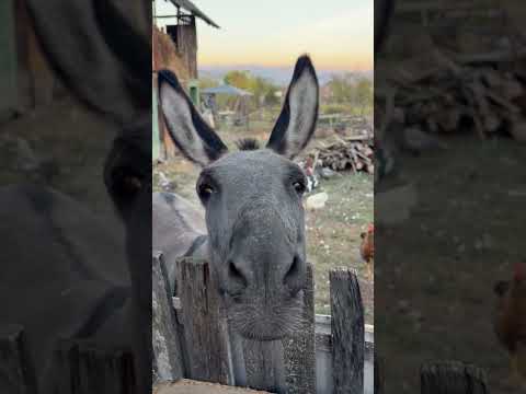 De ce face măgarul așa? 😂😂😂 #funny #viralvideo #viral #trending #subscribe #foryou #shorts #fyp