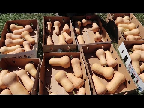 How To Cure and Store Butternut Squash! (To Last All Winter!) Garden Harvest Preservation