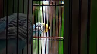 Download lagu burung parkit gacor nyerecet mp3