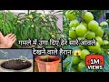 How To Grow Lots Of Amla Fruits In A Pot From Seed Grafting And Air Layering
