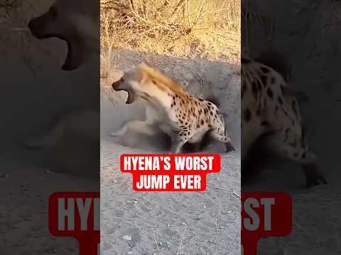 Hyena vs Porcupine: Predator's Painful Mistake! 🐆💥😱 लकड़बग्घा बनाम साही #wildlife #viral #animals