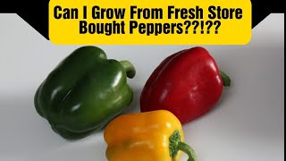 Mythbusters - Can You Grow From Fresh Bell Pepper Seeds?