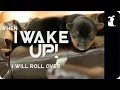 Avicii Wake Me Up Puppy Version