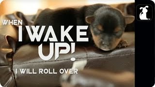 Avicii - Wake Me Up (Puppy Version)