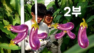 [나는농부다 333회 2부] 인생의 황금기! 부자(父子) 농부의 가지 하우스