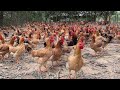 How to raise chickens in the Home | Free Range chicken  Farming Technique