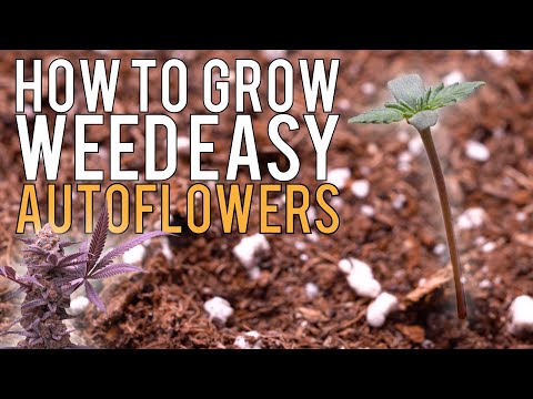 HOW TO GROW WEED EASILY (AUTOFLOWERS)... JUST ADD WATER! DETAILED SUPER SOIL GUIDE FOR BEGINNERS EP1