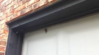 preview picture of video 'Cicada Killer Capturing a Cicada'