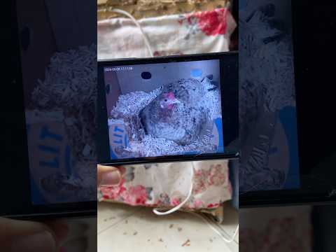 ليوما درت لدجاجة ديالي كاميرا مرقبة في دار ديالها بسباب دار😡