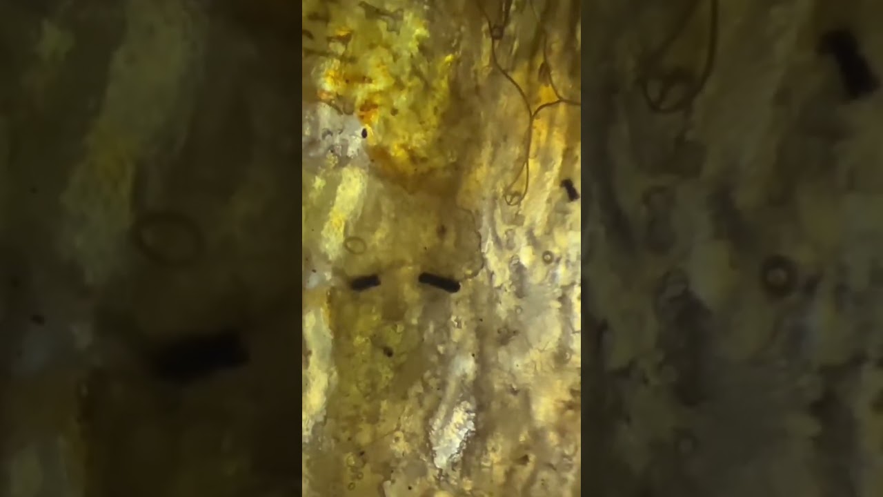 #foryou #tiktok #fyp #microscope #dollar