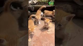 Download lagu Empat Anak Kucing Terlantar Ini Mendapat Kasih Sayang Tulus dari Orang Baik yang Menemukannya ❤️🐈 mp3