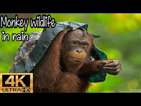 4K VIDEO (ULTRAHD) WILDLIFE animals in rain || NATURE RElAXATION For 8K AND 4K || Donkey monkey