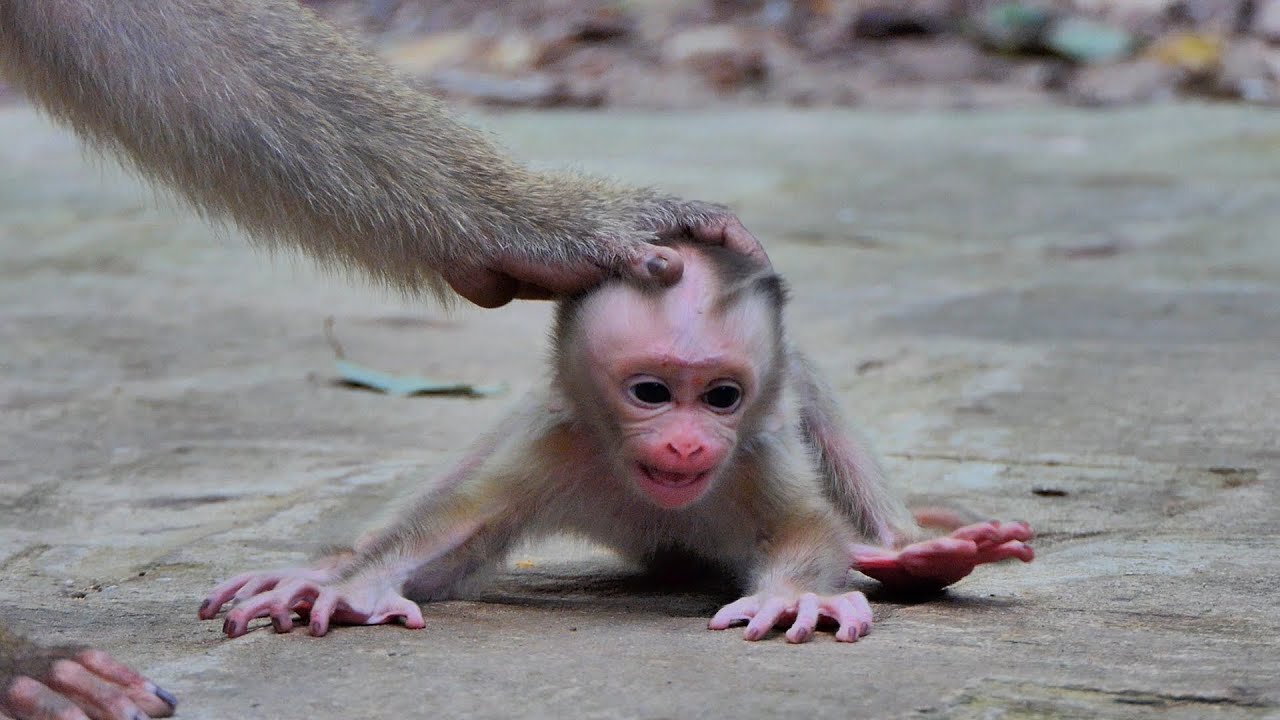 Lovely female monkey luna try stop baby newborn lynx stop c-r-y