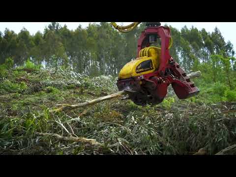 🛠️ Procesadora 800 P de Monra Forestal | Trabajo en campo real en 4K Ultra HD