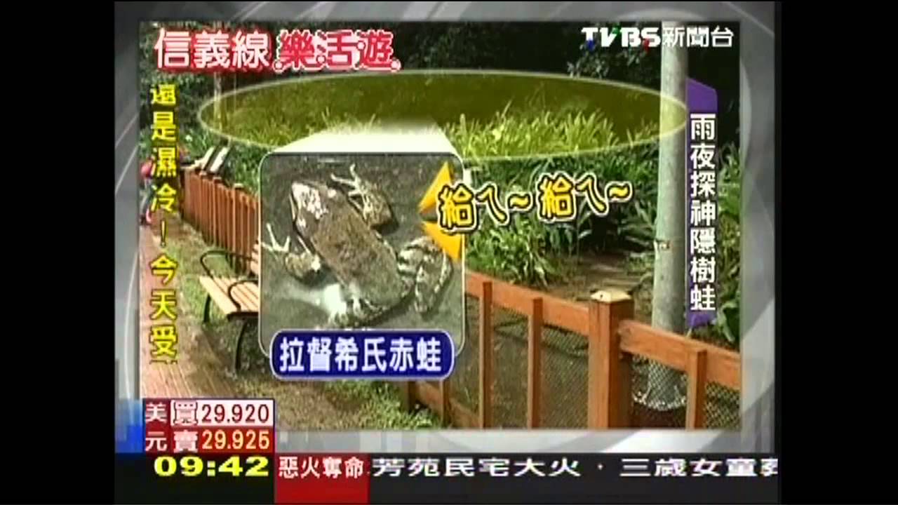 【信義線樂活遊】夜訪神隱樹蛙 信義線探索自然