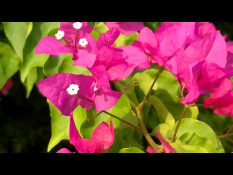 Buganvilla: Bougainvillea glabra