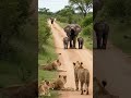 Elephant Sound 🐘 Giant African Elephant Silences Group of Lions With One Loud Trumpet! 😳 #elephant