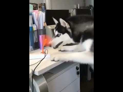 funniest animal videos of 2022 - funny golden retriever dogs and cutest golden puppies  V.18486 #fu