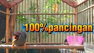 Download lagu PANCINGAN POKSAY MANDARIN BANYAK VARIASI SUARA POKMAN BISU JAMIN NYAUT mp3