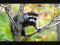 Greensleeves (played here by David Nevue ...