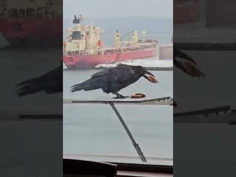 Ну очень голодная ворона...