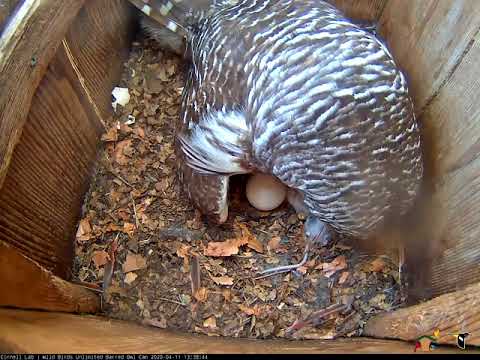 First Look At Barred Owl Chick During Feeding – April 11, 2020