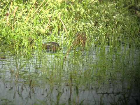 European Beaver - Castor Fiber - In Turov, Belarus