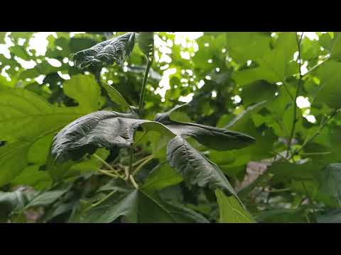 Mi 8 Lite (Slow-Motion)