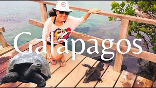 GALAPAGOS ISLANDS GUIDE/GIANT TORTOISES/IGUANAS/BLUE FOOTED BOOBIES/SANTA CRUZ/ISABELA ISLAND/TOUR