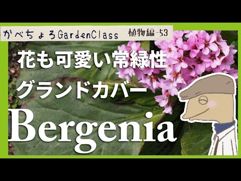 園芸 ジャコウユキノシタ