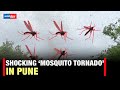 Mosquito Tornado In Pune Shocking Video Of A Swarm Of Mosquitoes Emerges From Pune