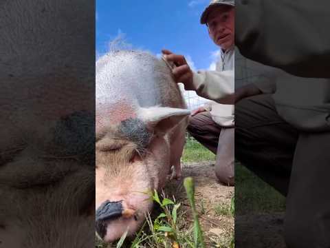 the pucer #pig #farmlife in #Cretuwn they asmr #pigsanctuary