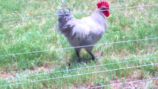 Goliath: The Evil Roo