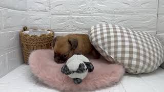 ハーフ犬の動画01