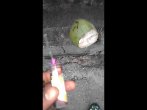 The bomb & the coconut