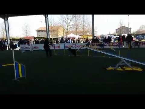 Flat Coated Retriever - Agility - Finale Csen 2014 - Soliera (Agility)