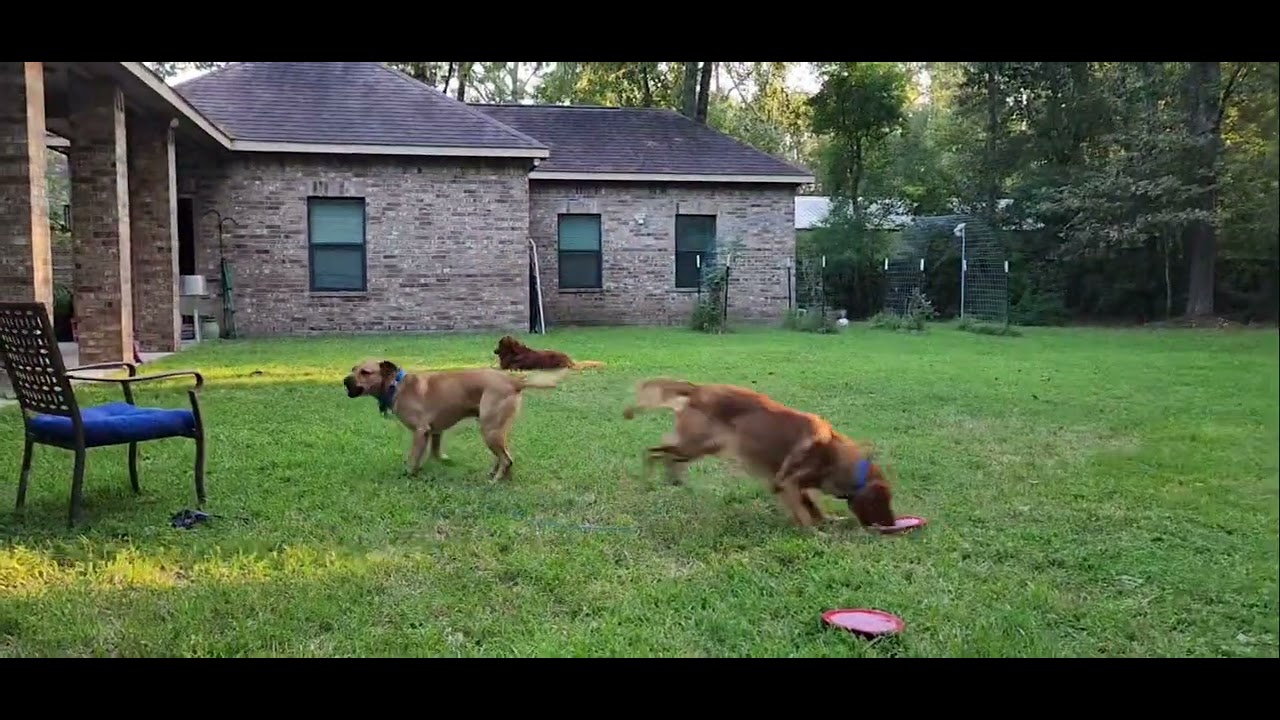 Butters, a ADOPTABLE mixed breed in Albany, NY video 6/6