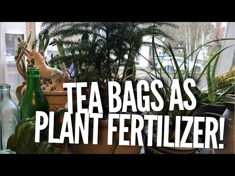 How to Fertilize your Plants with Tea Bags
