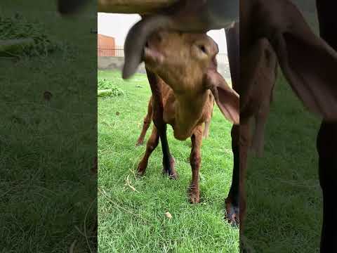 Goat Babies Jump On Mama’s Milk Slow Motion 2023 #short