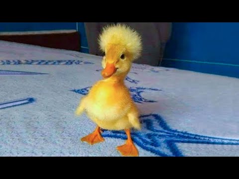 , title : 'Cute Duckling 🔴 Funniest Baby Ducks Videos Compilation 2020