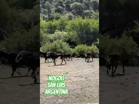 Topofilia 7. #yifutuan Nogolí, San Luis, Argentina. #sanluis #sanluisturismo #nogoli #argentina