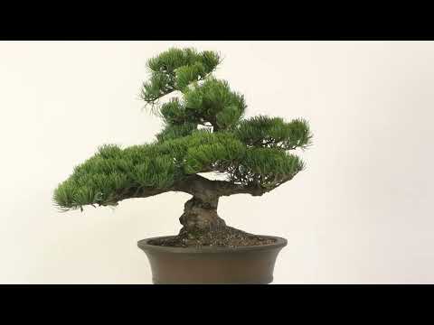 Japanische Mädchenkiefer, Bonsai, 45 Jahre, 67cm, OPINPAR451-10