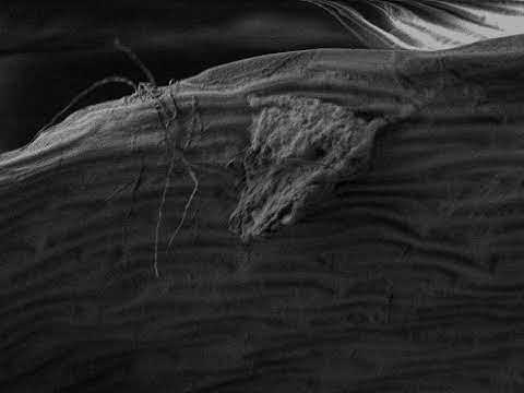 Precipitation of Life