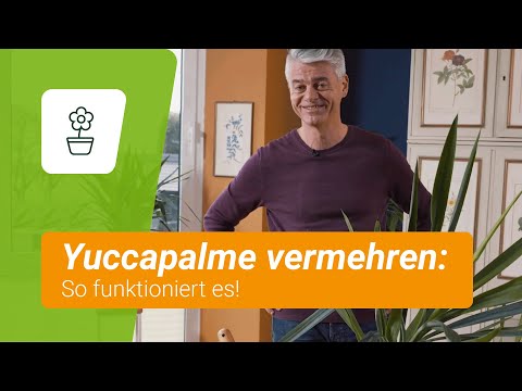 Yuccapalmen vermehren: Schritt-für-Schritt-Anleitung