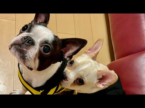 ノビの日本を元気にする鉄拳7 vs弦プレマ